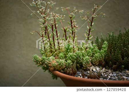 Sempervivum arachnoideum grow in a red pot in cacti rock garden. Small succulents growing on backyard. Gardening and succulent plants care. Greenhouse 127859428