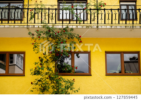 Red climbing roses growing along yellow wall of house with windows and balcony in Austria Red climbing roses growing along yellow wall of house with windows and balcony in Austria 127859445