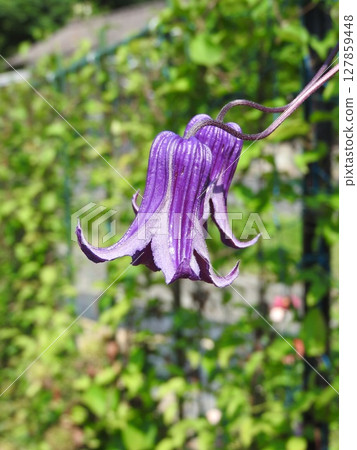 Clematis Roguchi, a Ranunculaceae plant that blooms downward 127859448
