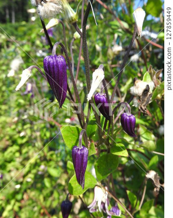 Clematis Roguchi (Ranunculaceae) blooms downward: buds Clematis Roguchi (Ranunculaceae) blooms downward: buds 127859449