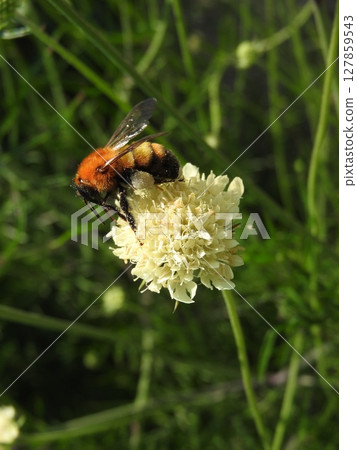 A tiger bumblebee that came to a flower 127859543