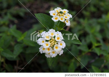 White Lantana camara blooming on bunch. 127859601