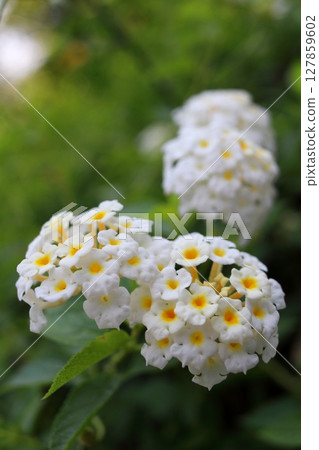 Close up white lantana camara blooming Close up white lantana camara blooming 127859602