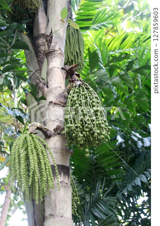 Young fruits of Fishtail palm on tree. Young fruits of Fishtail palm on tree. 127859603
