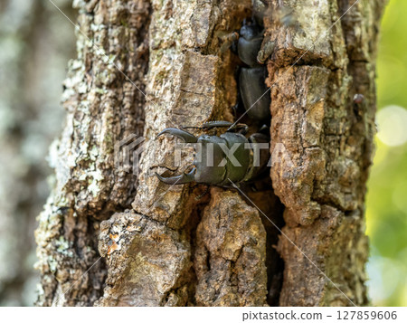 A stag beetle came to suck sap from an oak tree 127859606