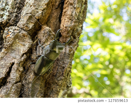 一隻鍬形蟲來吸橡樹的汁液 127859613