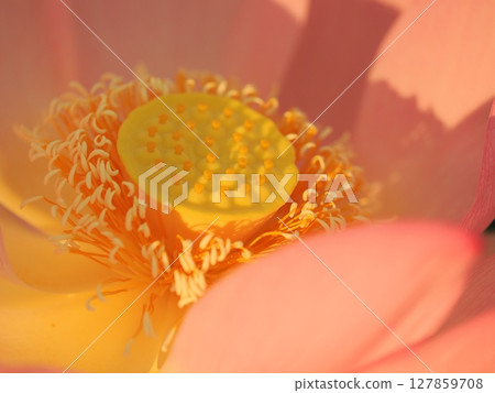I looked at the lotus flower I looked at the lotus flower 127859708