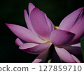 Landscape with lotus flowers 127859710
