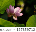 Lotus flower and sunlight 127859712