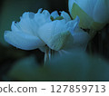 White Lotus Flower 127859713