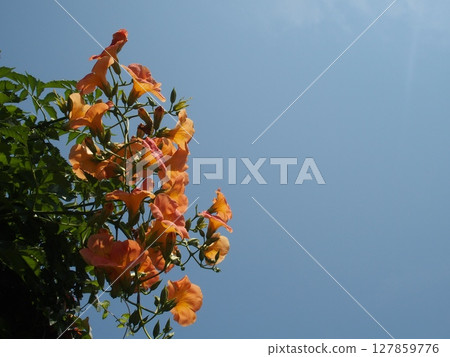 橙色的花朵和天空 橙色的花朵和天空 127859776