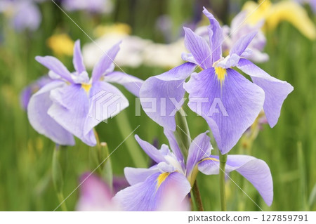 Blooming light purple irises: a beautiful scene in early summer Blooming light purple irises: a beautiful scene in early summer 127859791