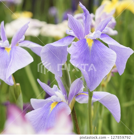 Blooming light purple irises: a beautiful scene in early summer Blooming light purple irises: a beautiful scene in early summer 127859792