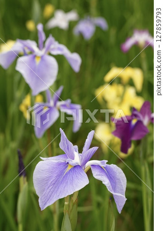 淡紫色鳶尾花盛開：初夏美景 127859793