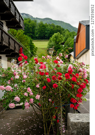 Blooming red and pink roses in alpine village street with mountain view in background Blooming red and pink roses in alpine village street with mountain view in background 127859852