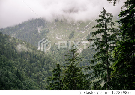 Misty alpine forest and mountain slopes covered in conifers in Austria 127859853