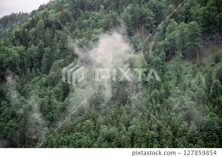 Misty green forest on alpine hillside with low clouds in Austria 127859854