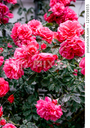 Bright pink roses in full bloom on green bush with dark leaves in summer garden 127859855