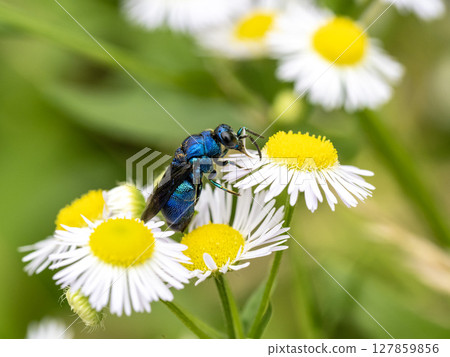 一隻美麗的蟬坐在一朵白花上 127859856