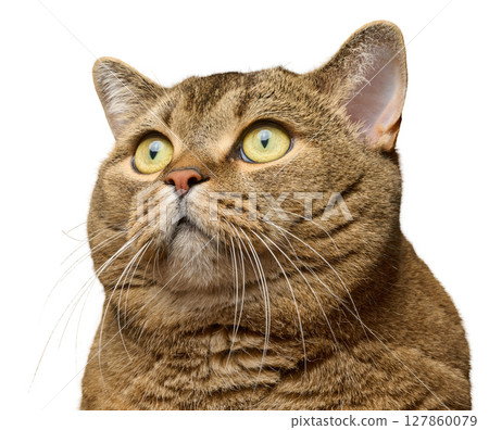 Portrait of a gray cat with yellow eyes on an isolated background. The animal looks up with an expression of surprise and curiosity. Portrait of a gray cat with yellow eyes on an isolated background. The animal looks up with an expression of surprise and curiosity. 127860079