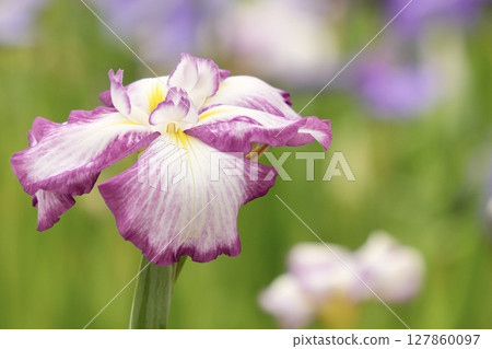 色彩繽紛的粉紅色和白色鳶尾花：初夏的美麗景色 127860097