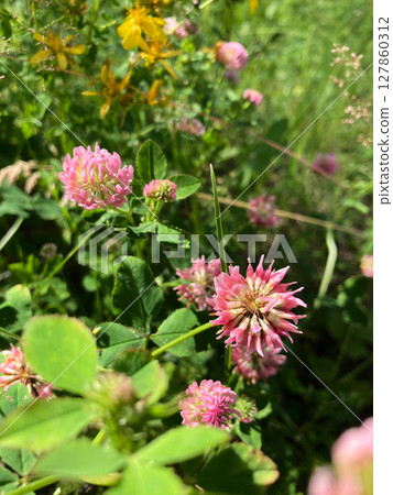 pink wild clover flowers 127860312