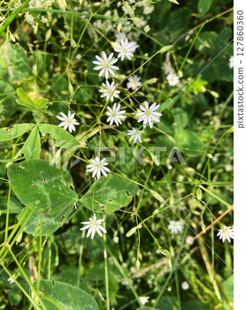 colorful wild flowers background, nature photo 127860360