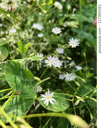 colorful wild flowers background, nature photo 127860361