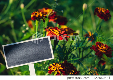 Blank Black billboard against marigold flowers field garden. Empty mockup template Blackboard label at farm land. Copy space banner for your text. Agricultural landscape Blank Black billboard against marigold flowers field garden. Empty mockup template Blackboard label at farm land. Copy space banner for your text. Agricultural landscape 127860481