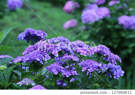 "Sagamihara Kita Park" Hydrangea wet with rain "Sagamihara Kita Park" Hydrangea wet with rain 127860611