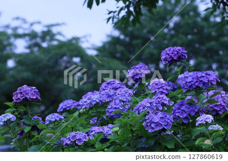 "Sagamihara Kita Park" Hydrangea wet with rain 127860619