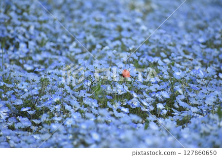 Nemophila field at the seaside park Nemophila field at the seaside park 127860650