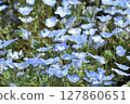 Nemophila field at the seaside park 127860651