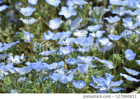 Nemophila field at the seaside park Nemophila field at the seaside park 127860651