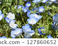 Nemophila field at the seaside park 127860652