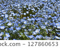 Nemophila field at the seaside park 127860653