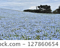 Nemophila field at the seaside park 127860654