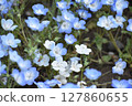 Nemophila field at the seaside park 127860655