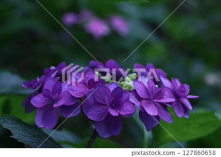 "Sagamihara Kita Park" Hydrangea wet with rain 127860658
