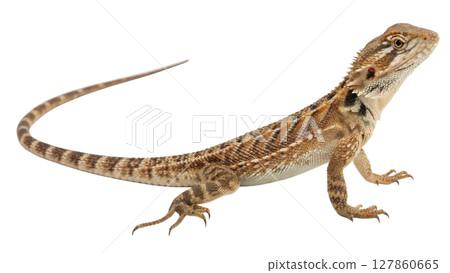 dinosaur isolated on white background 127860665