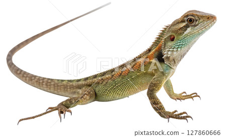 iguana isolated on white background iguana isolated on white background 127860666