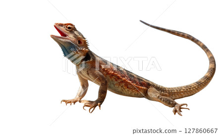 crocodile isolated on white background crocodile isolated on white background 127860667