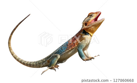 iguana isolated on white background iguana isolated on white background 127860668