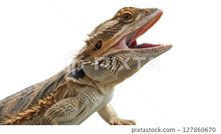 iguana isolated on white background 127860670