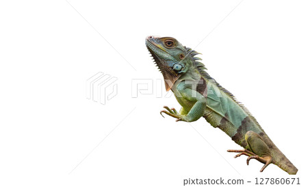 iguana isolated on white background iguana isolated on white background 127860671