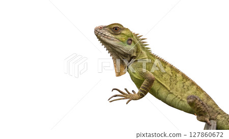 iguana isolated on white background iguana isolated on white background 127860672