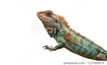 iguana isolated on white background 127860674