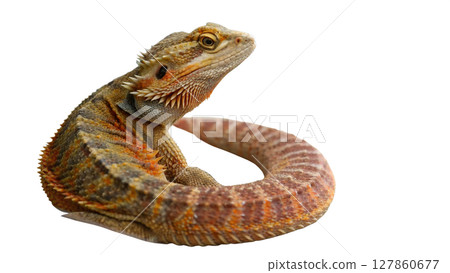 lizard isolated on white background lizard isolated on white background 127860677