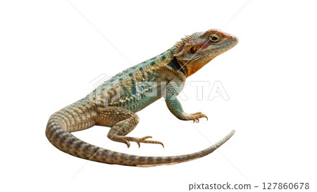 iguana isolated on white background iguana isolated on white background 127860678