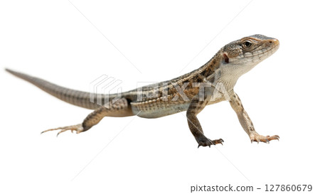 the iguana isolated on white background the iguana isolated on white background 127860679